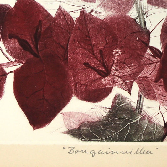 G.H Rothe- Mezzotint Etching "Bougainvillea"