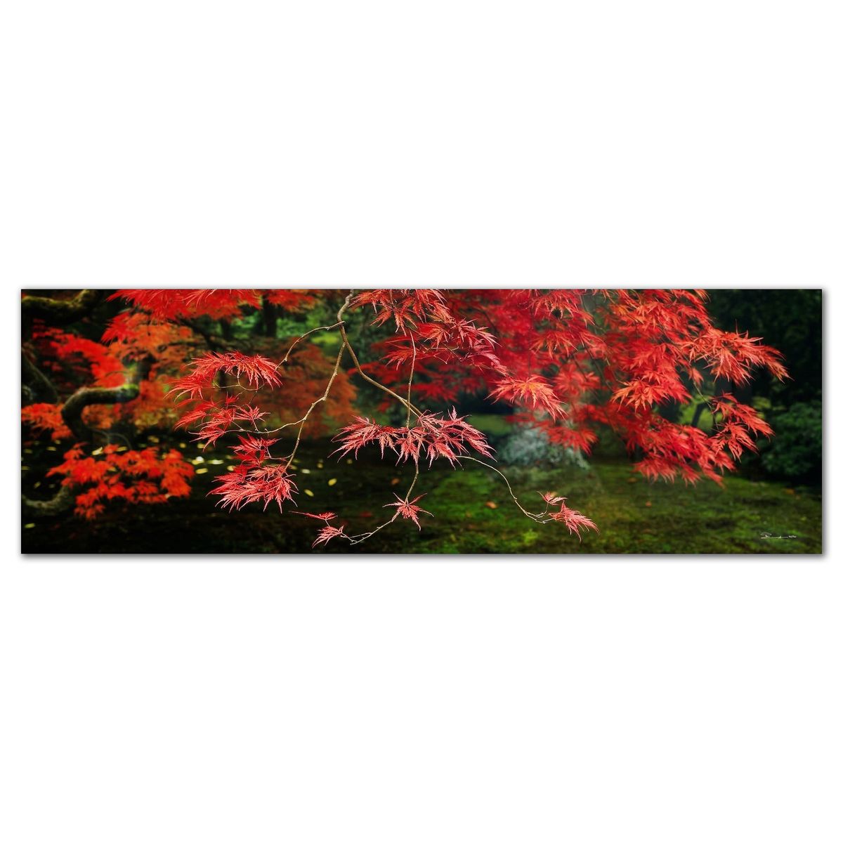 Peter Lik- Limited Edition Photograph "Autumns Flame"
