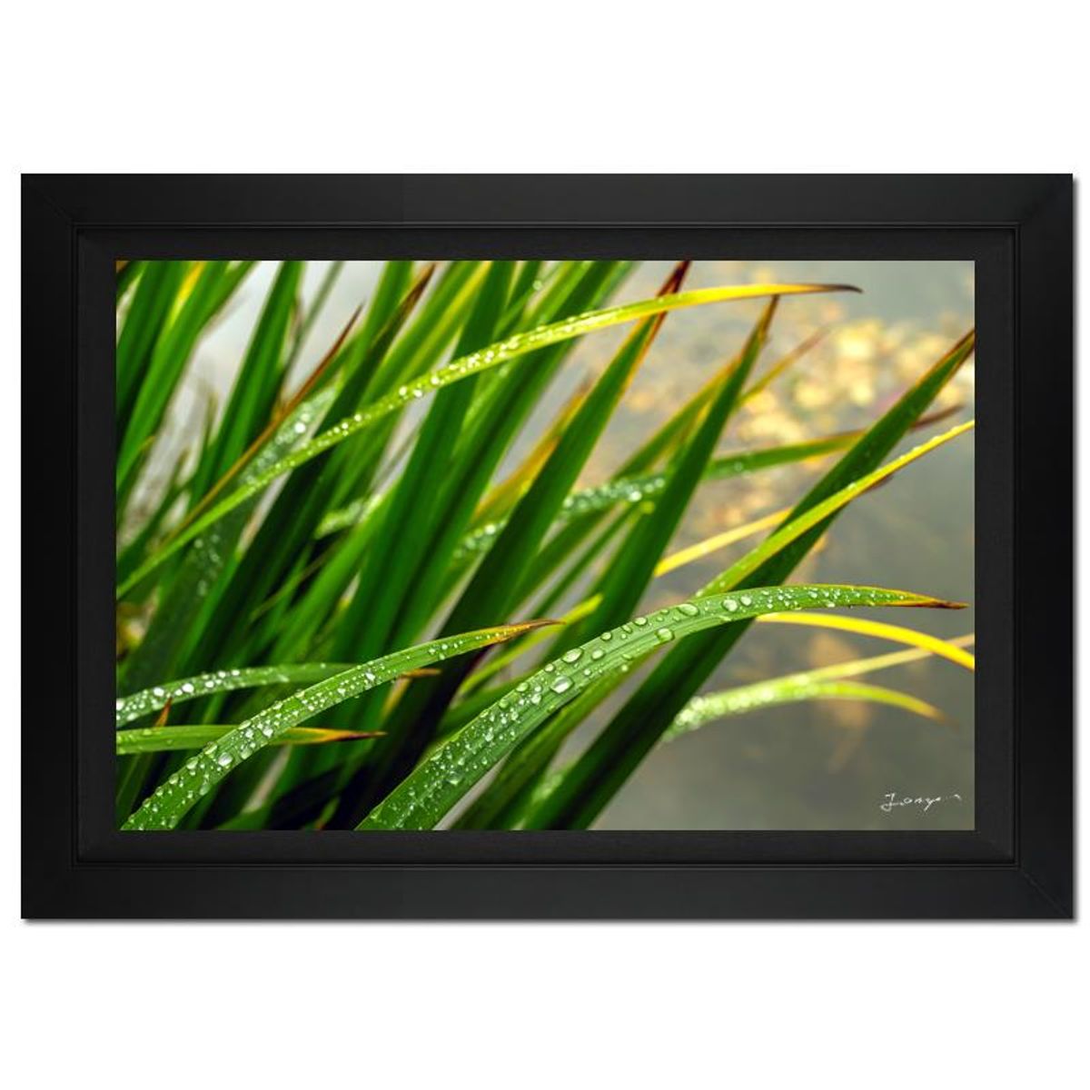 Jongas, "Morning Splash" Framed Limited Edition Photograph on Canvas, Numbered and Hand Signed with Letter of Authenticity.