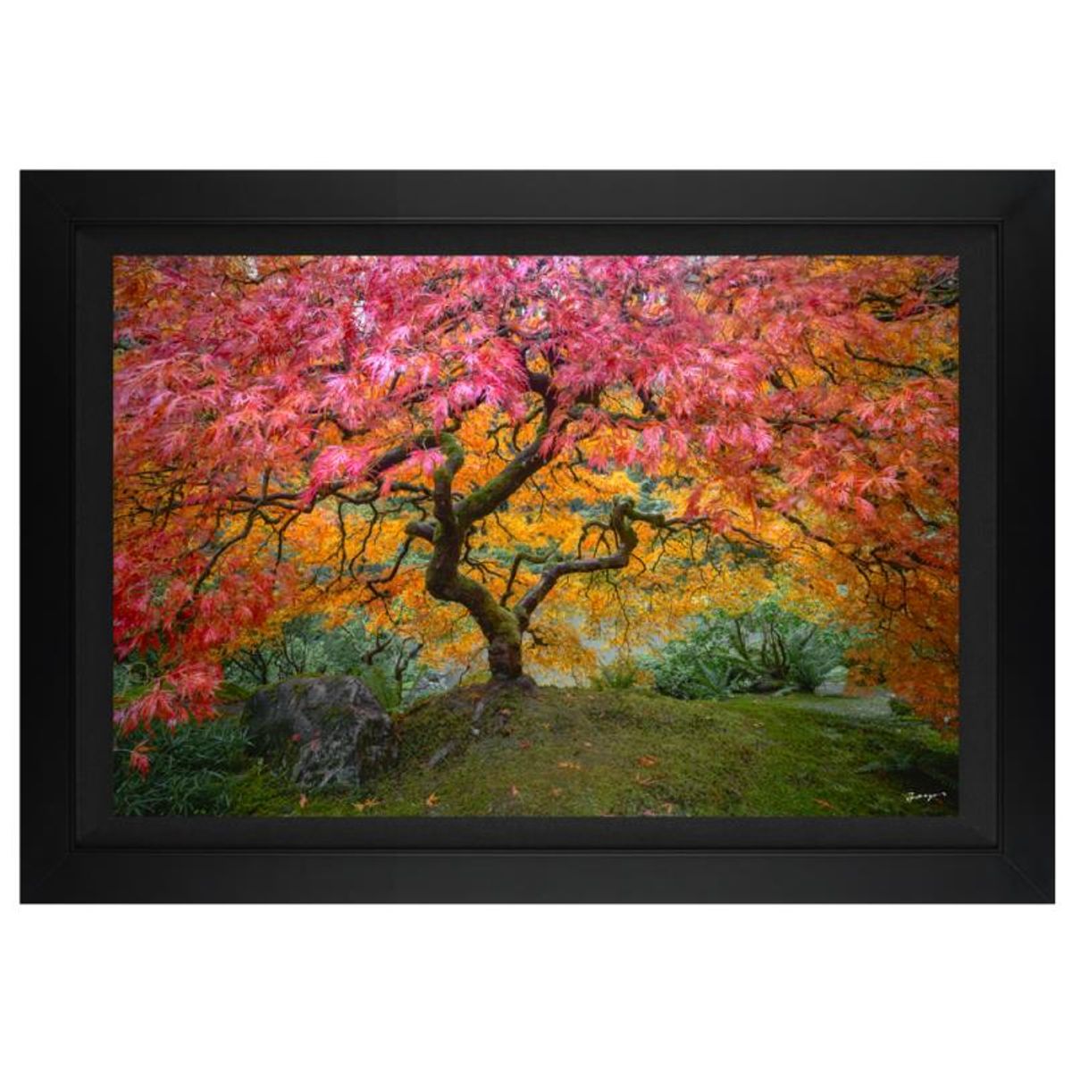 Jongas, "Full of Life" Framed Limited Edition on Canvas, Numbered and Hand Signed with Letter of Authenticity.