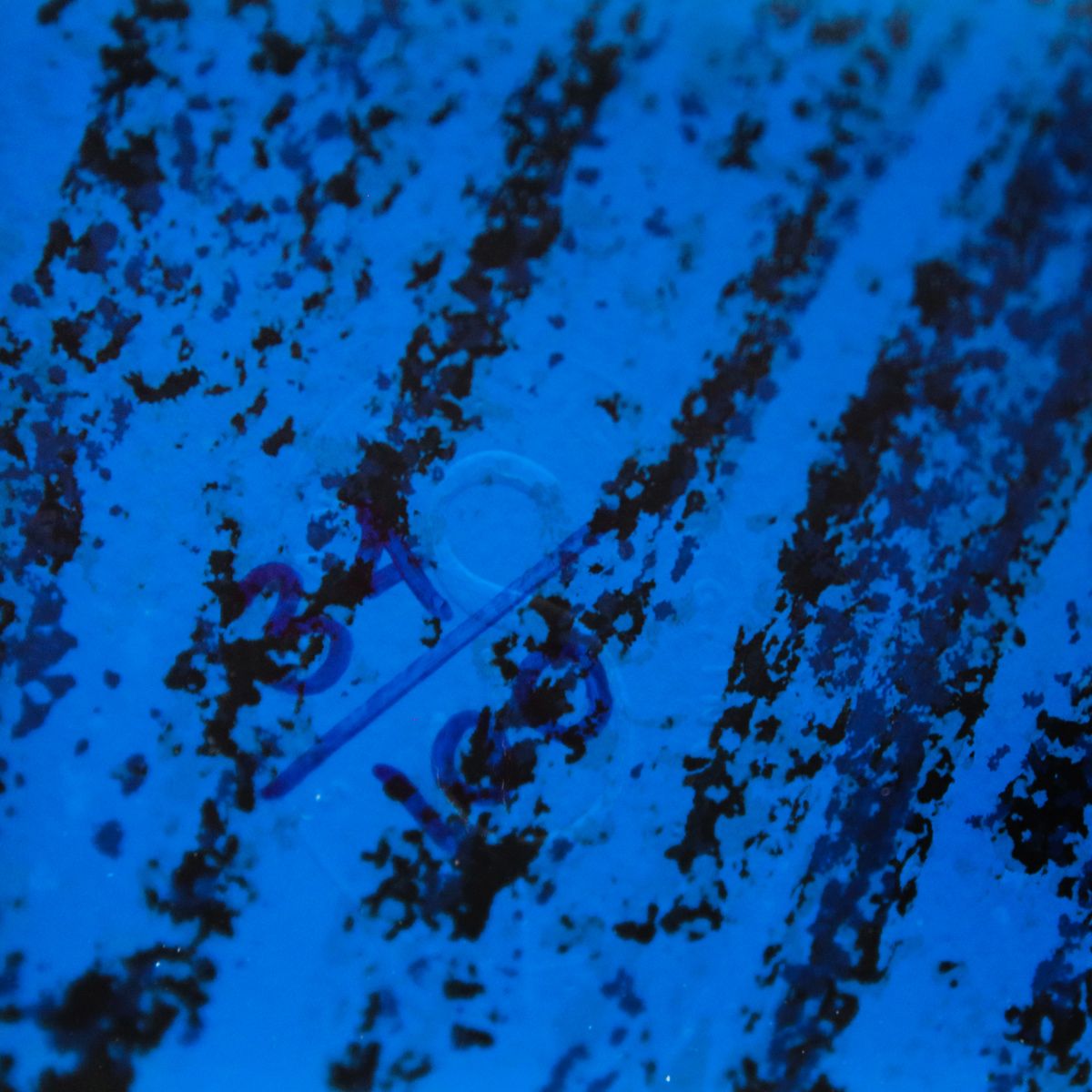 Yuroz- Serigraph "Wind"