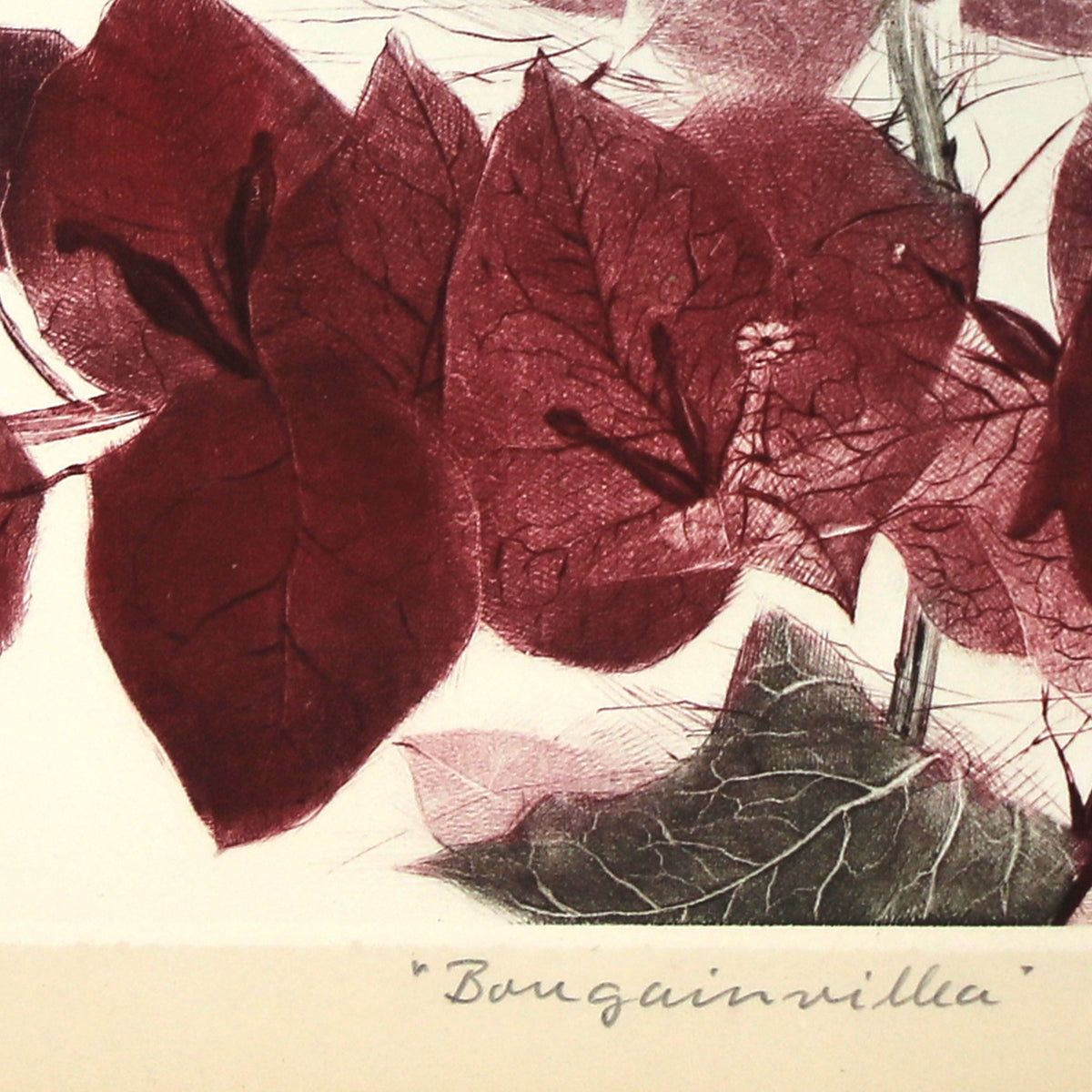 G.H Rothe- Mezzotint Etching "Bougainvillea"