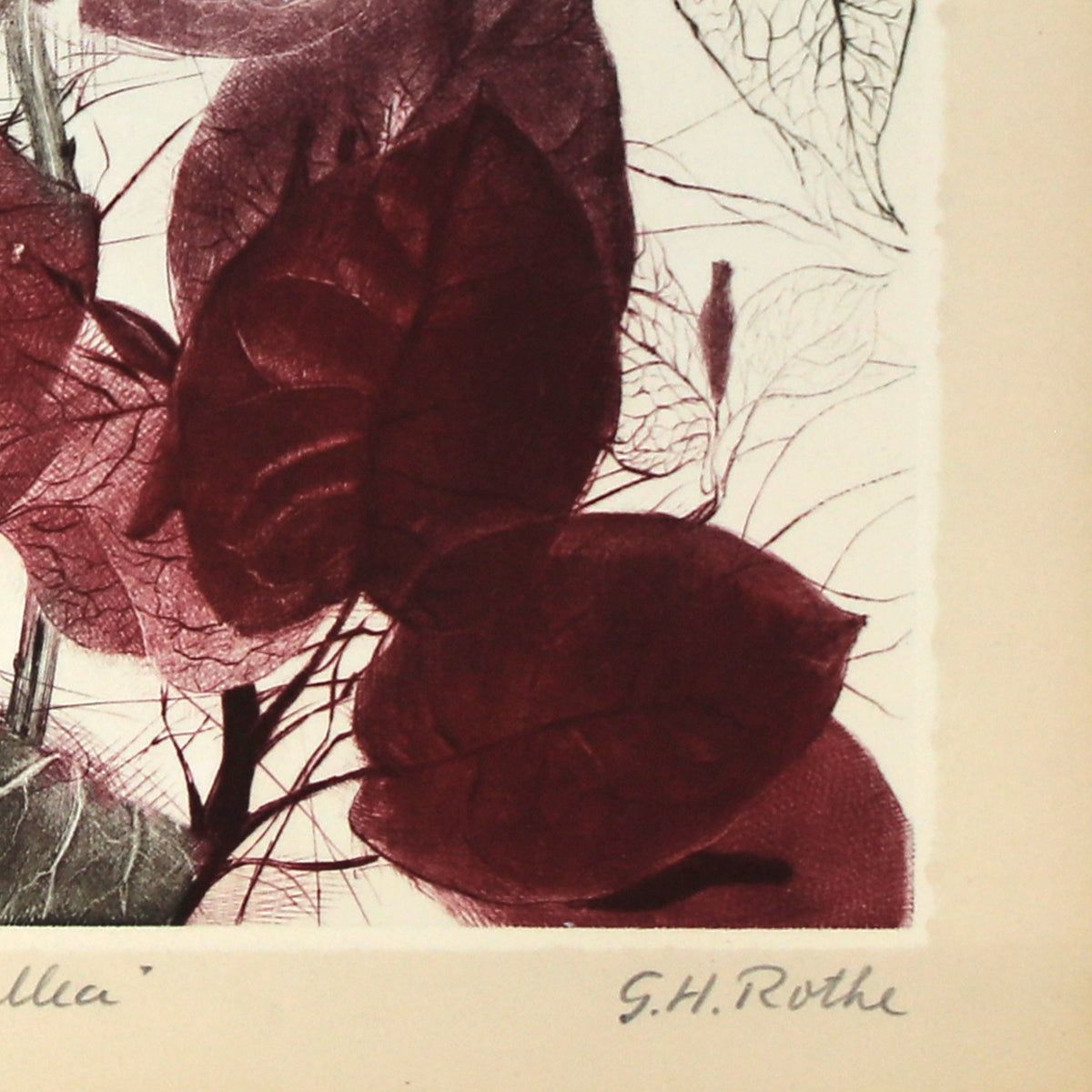 G.H Rothe- Mezzotint Etching "Bougainvillea"